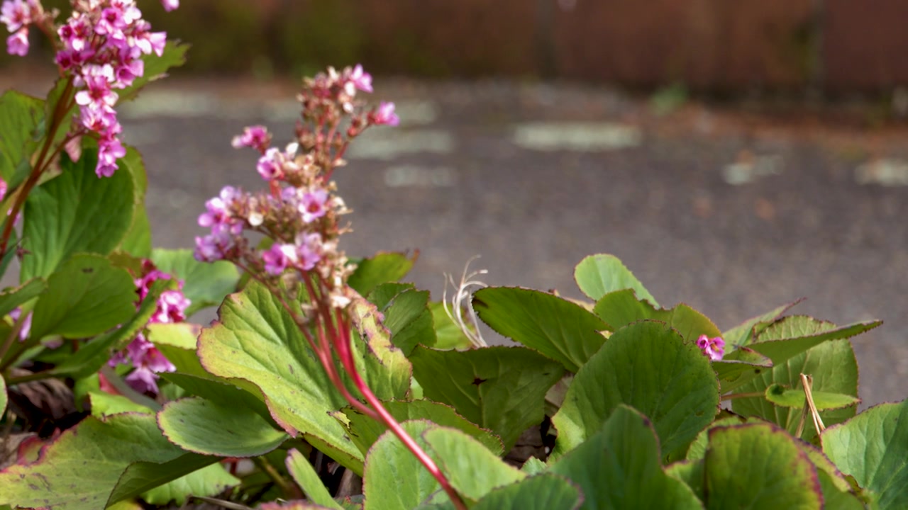 Lyserøde Bergenia-blomster blomstrer i en have