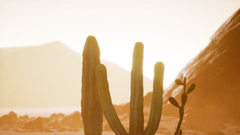 Atardecer-En-El-Desierto-De-Arizona-Con-Cactus-Saguaro-Gigante