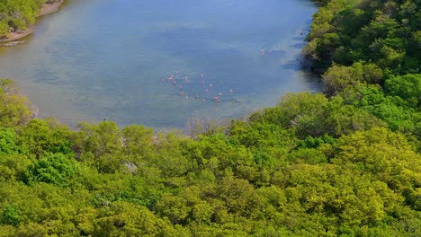 Vista-Aérea-Panorámica-Establece-Bandadas-De-Flamencos-En-Manglares-Aislados