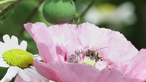 honey bee delving into a annual pink poppy with bud and ox eye daisy.