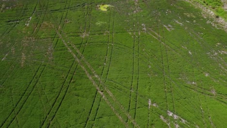 Vista-Superior-De-Las-Pistas-En-El-Campo-De-Cultivo-De-Menta-En-Oregon,-Estados-Unidos-De-América