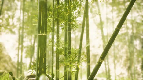 Asian-Bamboo-forest-with-sunlight