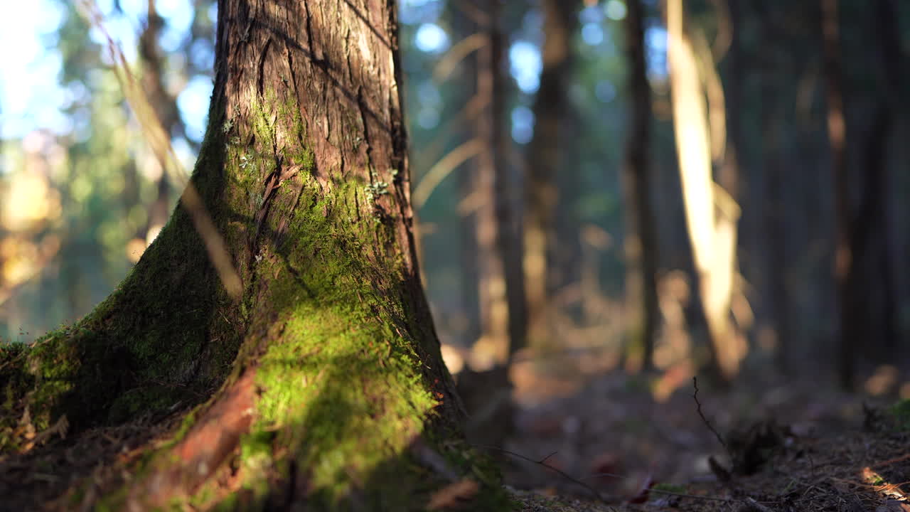 Close-up pan of forest elements in warm autumn sunset light in Mauricie, Quebec, Canada. Vibrant foliage, moss, and forest textures create a peaceful natural scene