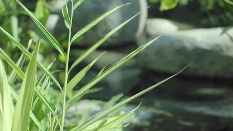 close-up of green plant leaves with blurred rocks in background