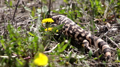 monstruo gila a cámara lenta en la hierba en un día soleado