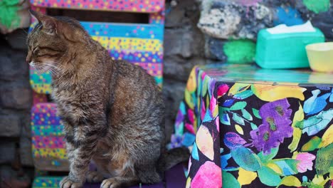 kat zit op een kleurrijke buitentafel