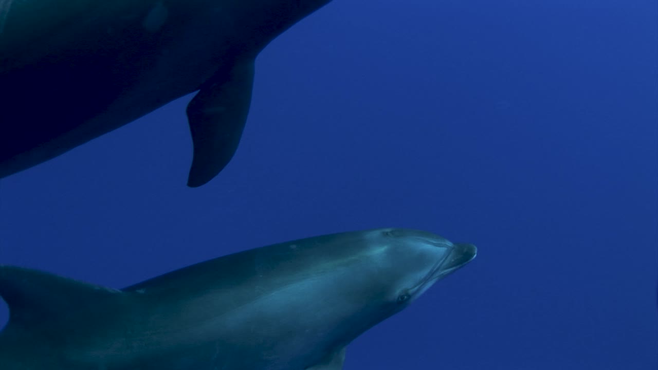 toma cercana de un delfín nariz de botella, tursiops truncatus pasando en agua azul clara del océano pacífico sur y acercarse a la cámara