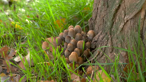 Wild-mushrooms-in-the-forest-on-a-sunny-morning