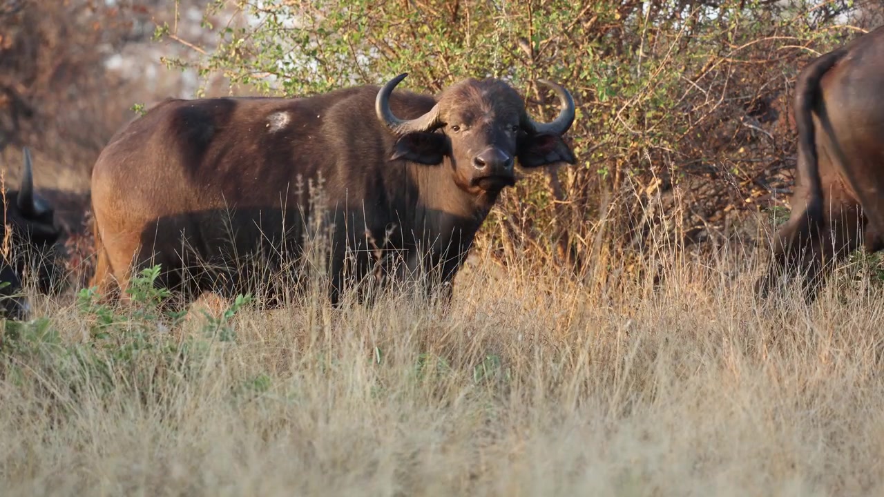 A herd of African buffalo is walking through the dry grassland in Kruger National Park, South Africa.