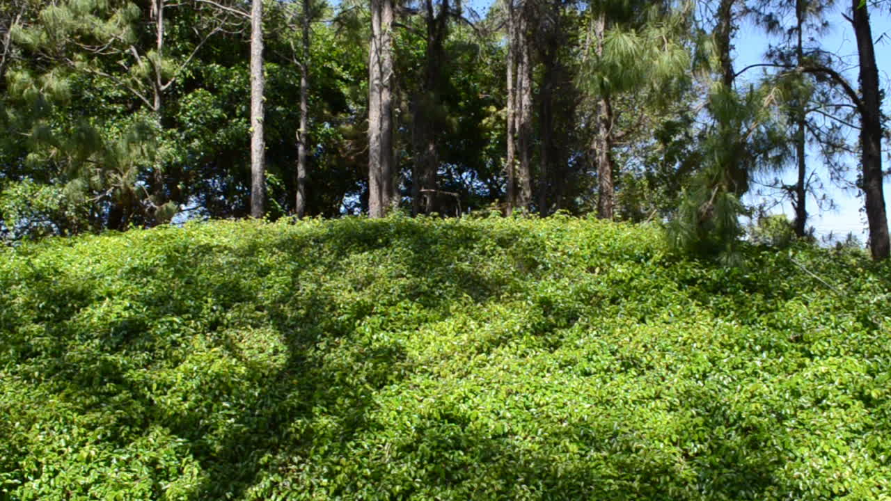 Fundo de grama. A natureza em um jardim.