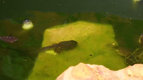 Statische-Aufnahme-Von-Grünen-Froschkaulquappen-Auf-Felsen