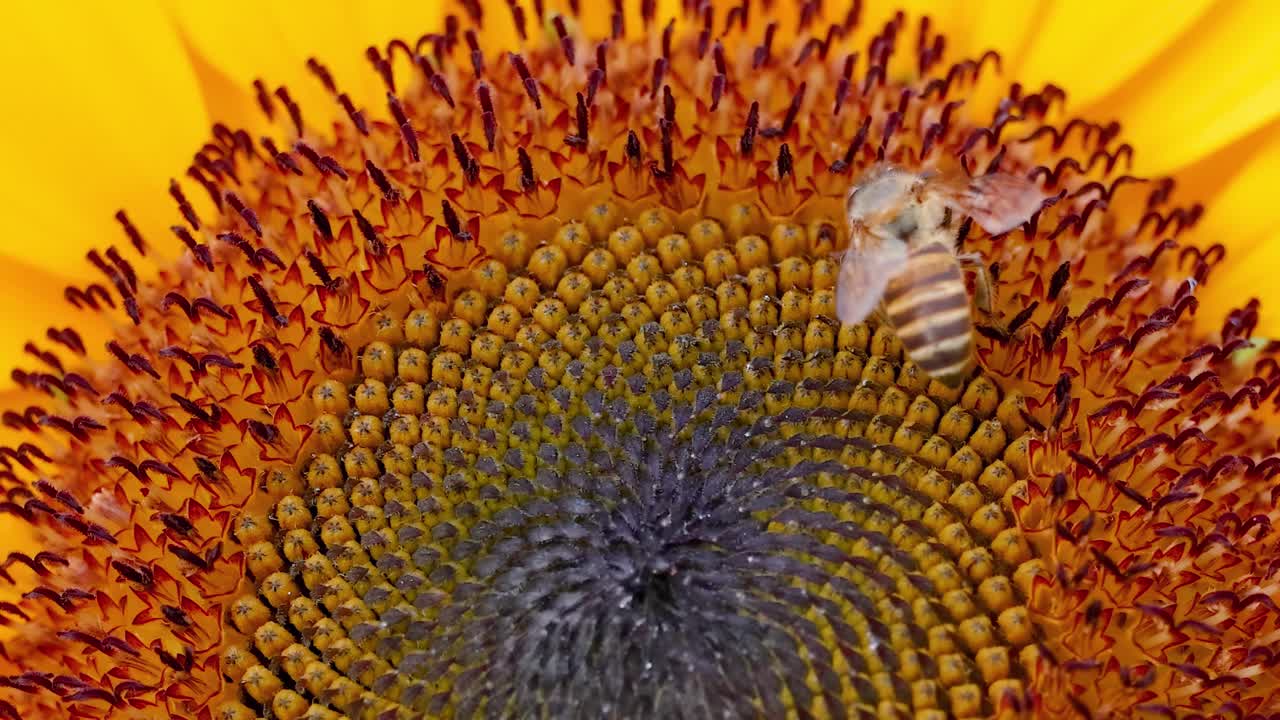 A bee collects nectar from the center of a bright sunflower, showcasing intricate floral patterns.