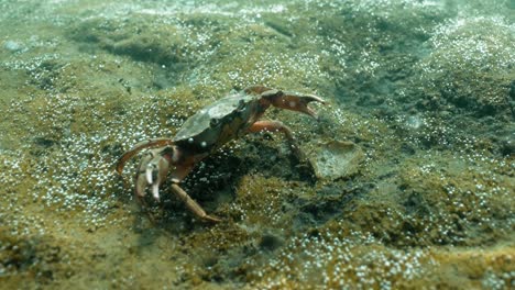 cangrejo bajo el agua