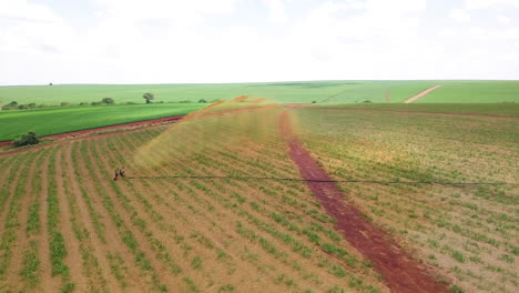planta de caña de azúcar usando fertilizante líquido en caña de azúcar