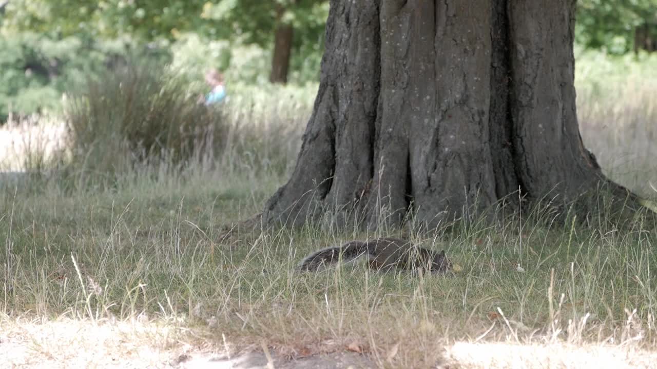Gray squirrel standing on grass and taller dried straws moved by draft next to a tree. Turns on four legs and inspect land around. Person on distance behind. Richmond park, London.