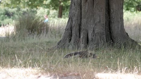 gray squirrel standing on grass and taller dried straws moved by draft next to a tree. turns on four legs and inspect land around. person on distance behind. richmond park, london.