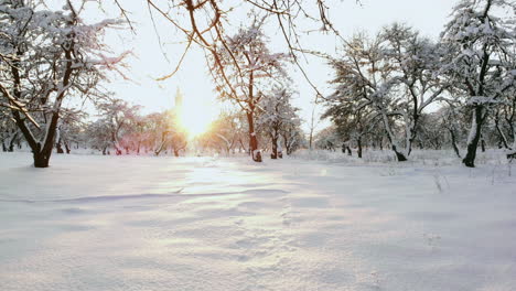 car rides by road in snow-covered forest. footage. rays of the morning sun. aerial view. aerial view of a snowy forest with high pines and road with a car in the winter. top view of winter road