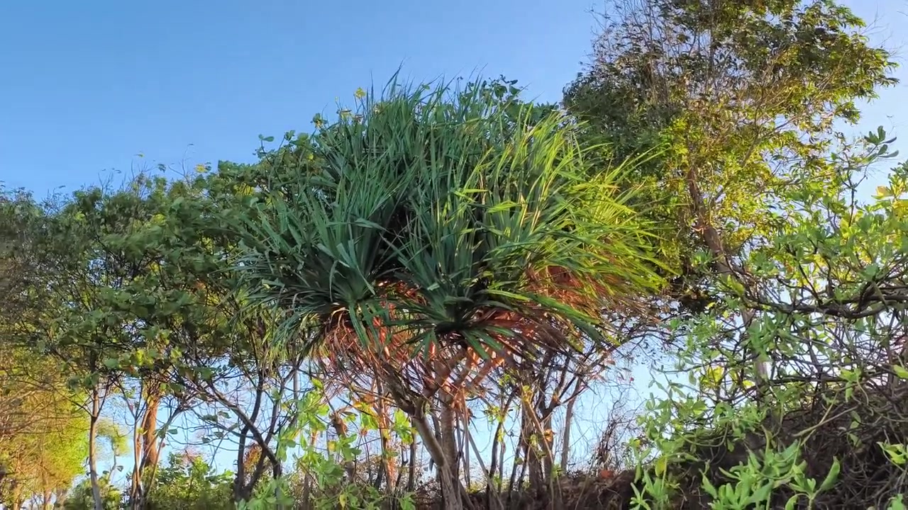 Albero di Pandano tropicale che ondeggia nella brezza leggera
