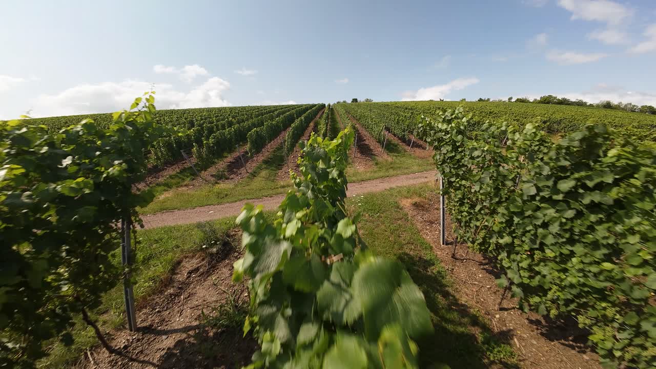 Vineyards, grape plants in the Moselle region, Germany. Agricultural farming of wine. Aerial FPV views