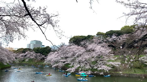 Kirschblüten-Und-Touristen,-Die-Boote-Auf-Dem-Burggraben-Des-Kaiserpalastes-Im-Chidorigafuchi-Park-Steuern