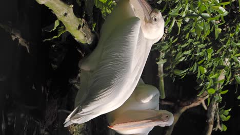 pelicans in nature