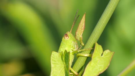 saltamontes verdes encaramados en el tallo de la planta