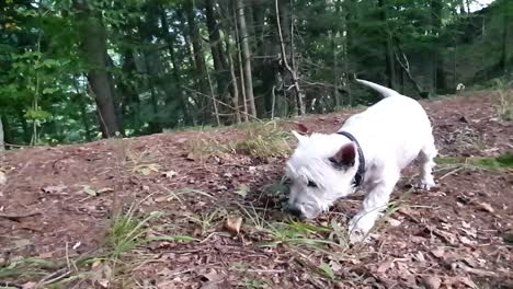 small white dog smelling grass in the woods