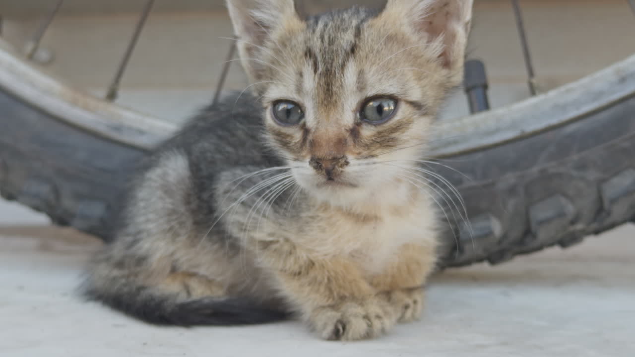 Street cat resting in greece in vertical