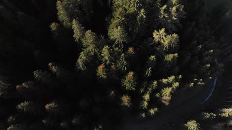 Antena:-Inclinación-Hacia-Abajo-Toma-De-Drones-Del-Bosque-Boreal-En-Los-Alpes,-Durante-El-Día