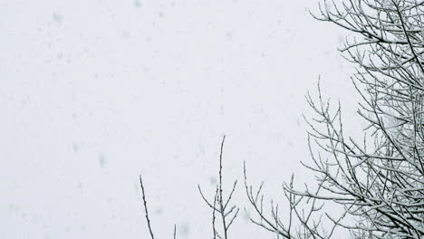 fuertes nevadas que caen cerca de árboles y arbustos justo después de navidad