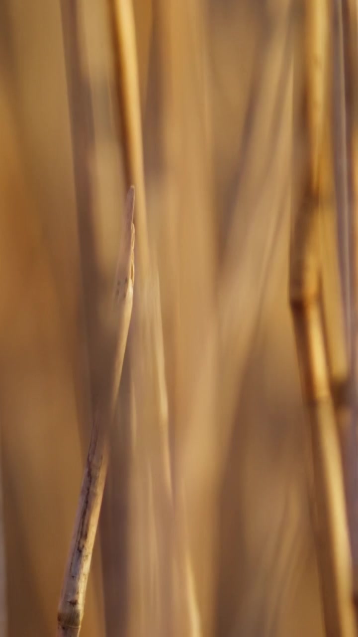 Primo piano di canne dorate che sfocano delicatamente nell'inquadratura, creando un'immagine astratta e calda. Adatto per progetti artistici o sfondi a tema naturale.