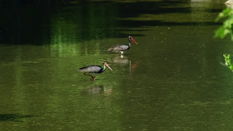 Große-Schwarze-Kormorane,-Die-Im-Ruhigen-Grünen-Fluss-Nach-Nahrung-Suchen