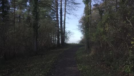 High-angle-walk-out-of-the-woods-into-a-clearing