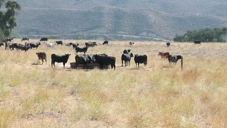 Eine-Herde-Black-Angus-Rindern-Trinkt-Wasser,-Während-Die-Kamera-Sich-Langsam-Dem-Trog-Nähert