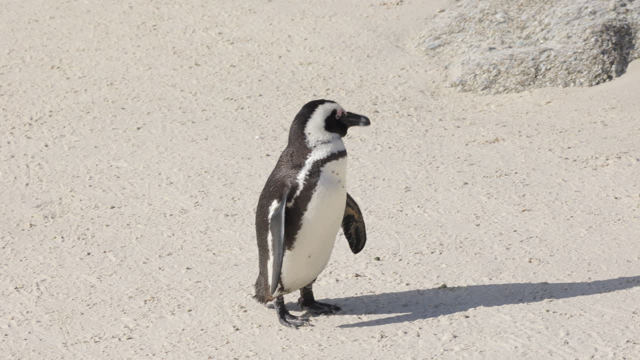 pingüino africano caminando solo por la arena, secándose y limpiándose en la playa de boulder, península del cabo, sudáfrica