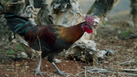 Colorful Rooster and Dove Foraging Outdoors