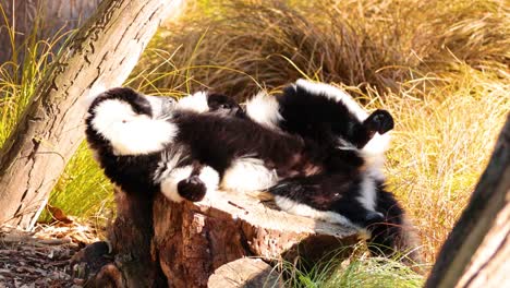 un lémur descansando en un tronco al sol