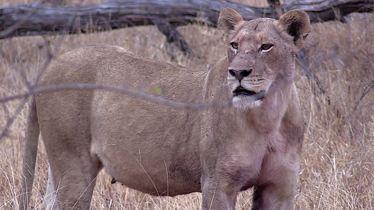 암사자는 크루거 광야에서 잃어버린 새끼를 찾아 전화를 겁니다.