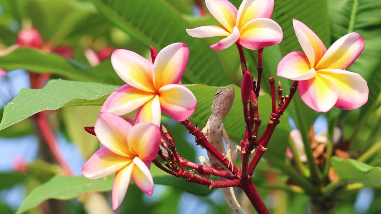 el lagarto se mueve a través de las coloridas ramas del frangipani.