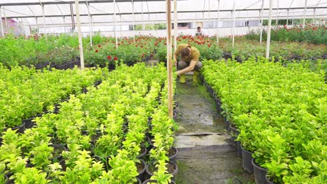 jardineros trabajando en invernaderos modernos.