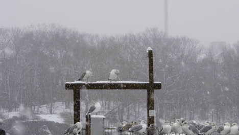 Breite-Aufnahme-Von-Möwen-Auf-Einem-Holzbalken,-Während-Schneefall-In-Maine