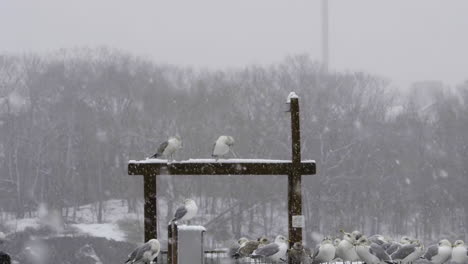 plano general de gaviotas sobre una viga de madera, durante la nevada en maine