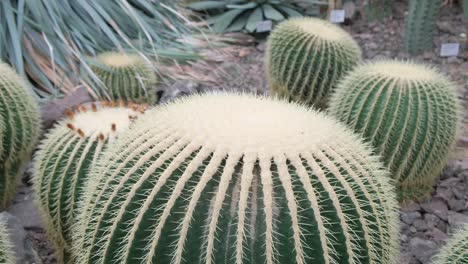 a group of cacti growing in a botanical garden medicinal plants cacti a group of cacti growing in a botanical garden medicinal plants cacti