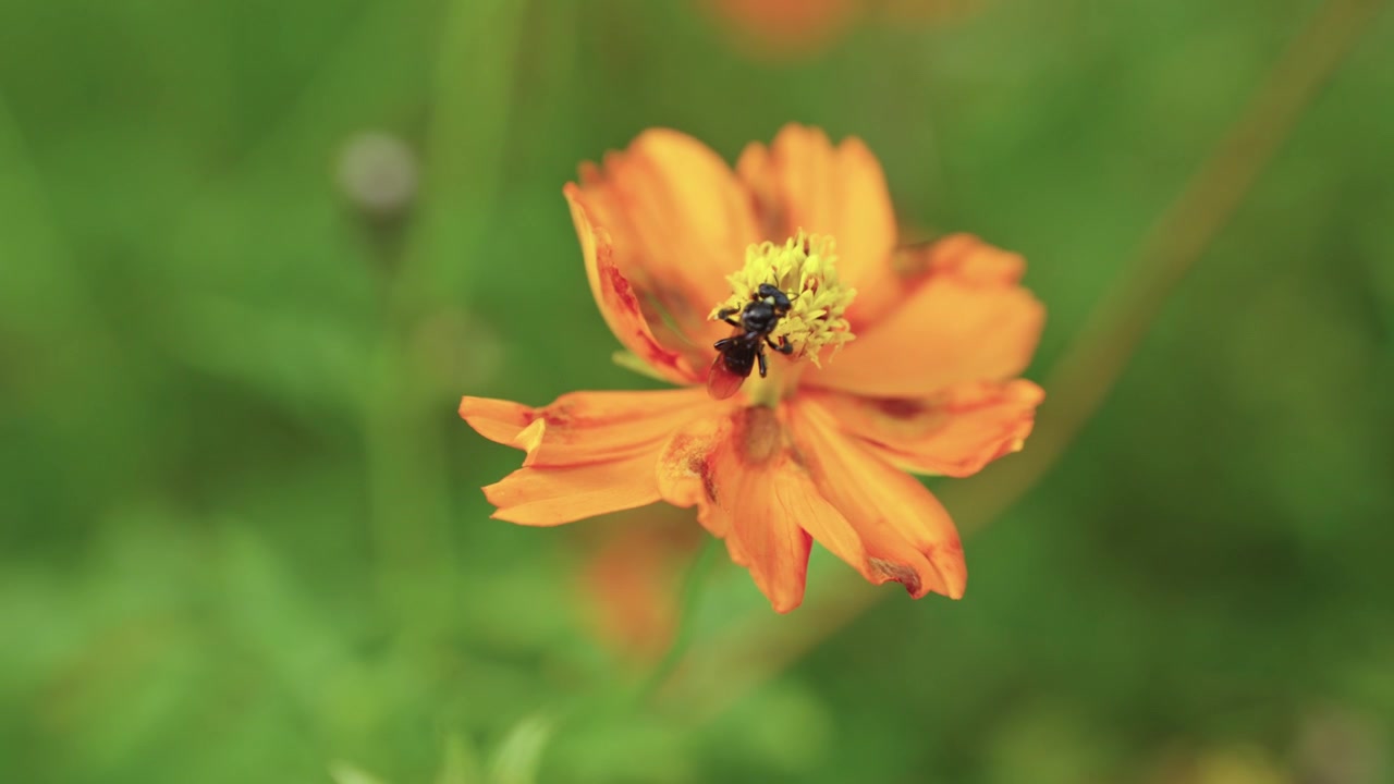 Macro-opname met hoge vergroting van het ingewikkelde lichaam, iriserende vleugels en met stuifmeel bedekte poten van een angelvrije bij die foerageert op een feloranje cosmea bloem.