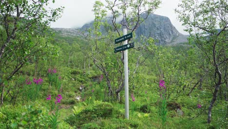 a lovely panorama of flourishing blossoms and lush foliage in kvænan, norway - wide shot