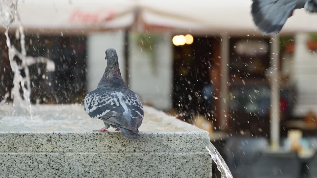 Two pigeons drinking water out of fountain pool in summer, selective focus