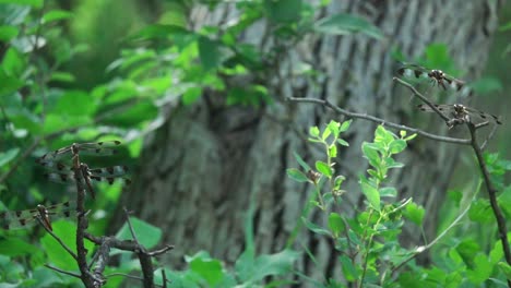 a group of dragonflies flying and landing in the forest