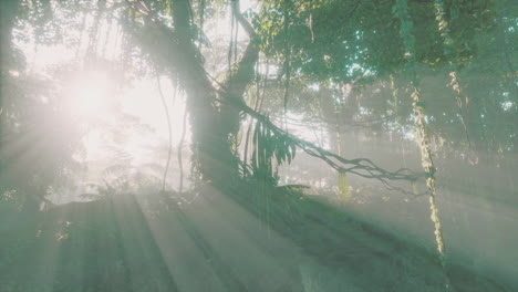 Selva-Neblinosa-En-Los-Montes-Chiang-Dao