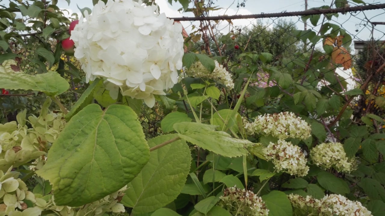 White Hydrangea Flowers Gently Swaying in a Summer Garden