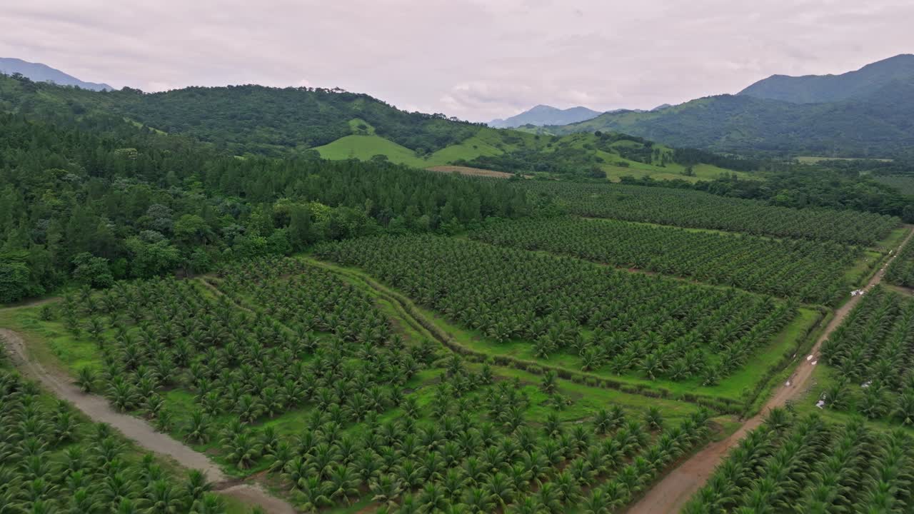 Aerial View Over Dwarf Coconut Farm In Villa Altagracia, Dominican Republic - drone shot